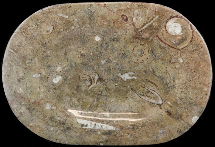 Fossil Orthoceras & Goniatite Plate - Stoneware #53096